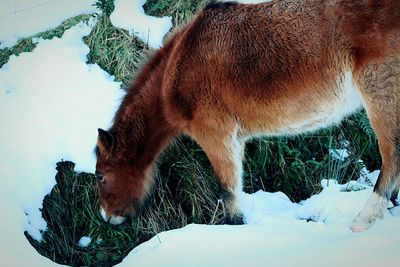 Close-up of horse on snow