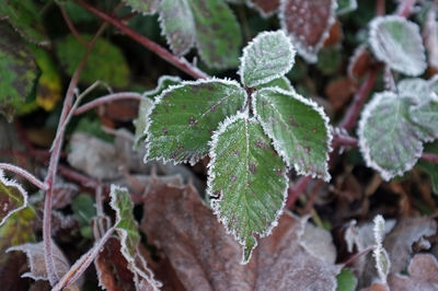 Close-up of snow on plant during winter