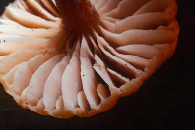 Extreme close up of colorful mushroom gills