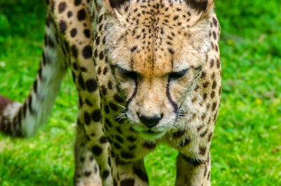 Close-up of cheetah on grassy field