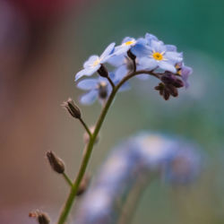 Close-up of purple flowering plant