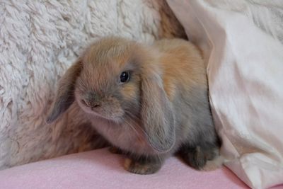 Close-up of rabbit on bed at home