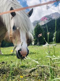 Horse standing in ranch