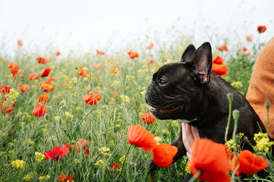 High angle view of a dog on field