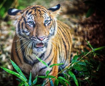 Bengal tiger behind brush looking past camera with mouth open