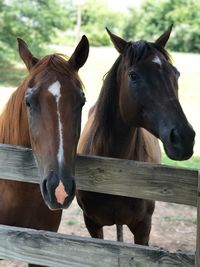 Horses standing in ranch