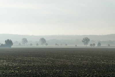 Trees on field against sky during foggy weather