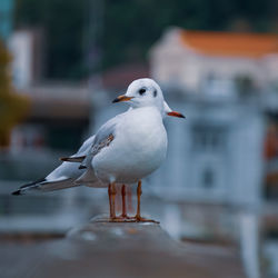 Close-up of seagull