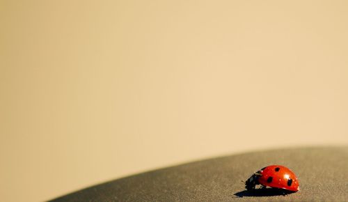 Close-up of ladybug on orange