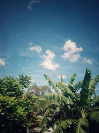 Low angle view of palm trees against blue sky