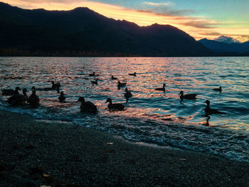 Ducks swimming in lake during sunset