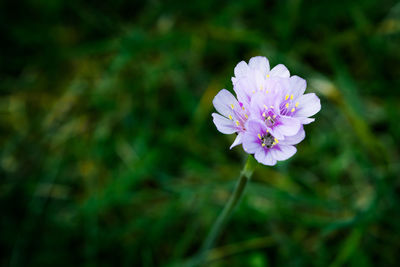 Close-up of pink flowers