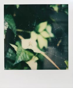 Close-up of spider on web