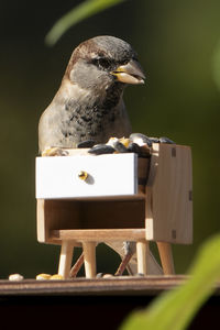 Close-up of bird