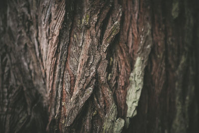 Close-up of tree trunk