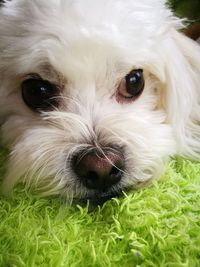 Close-up portrait of dog