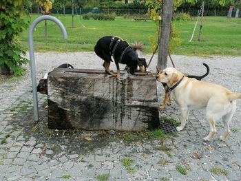 Dogs standing on footpath