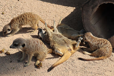 High angle view of animal on field