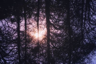 Sunlight streaming through trees in forest