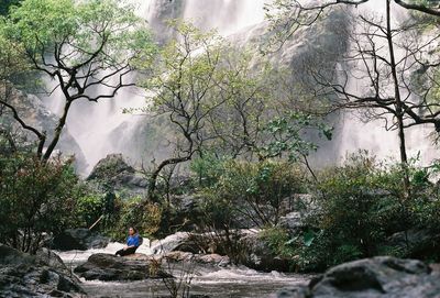 Trees and rocks in forest