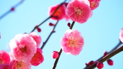 Close-up of pink plum blossoms against sky
