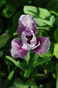 Close-up of pink flowers