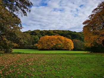 Trees and plants in park during autumn