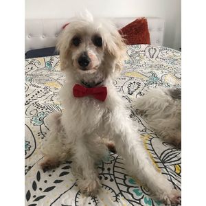 Portrait of dog relaxing on bed at home