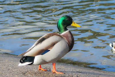 Duck swimming in lake