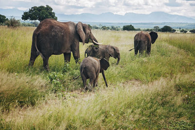 Elephants in a field