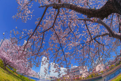 Low angle view of flowering tree against blue sky