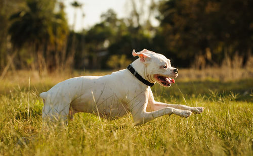 White boxer dog running on field