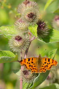 Close-up of butterfly pollinating on flower