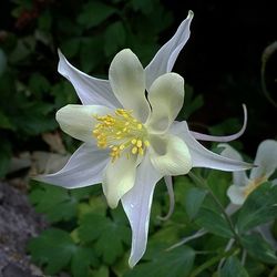 Close-up of white flower blooming outdoors