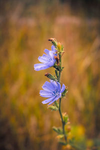 Close-up of purple flowering plant