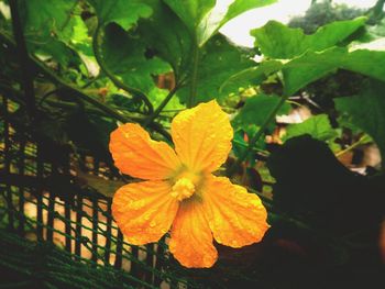 Close-up of yellow flowers blooming outdoors