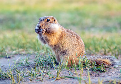 animal