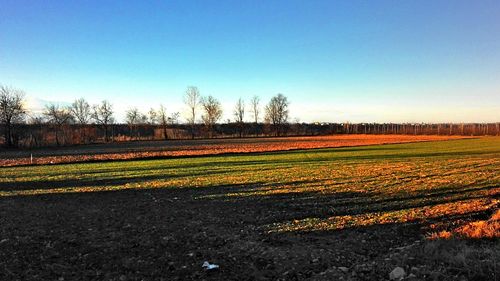 Scenic view of field against clear sky