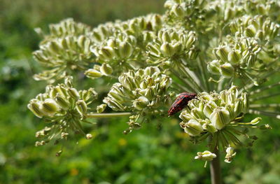 Close-up of butterfly on flower