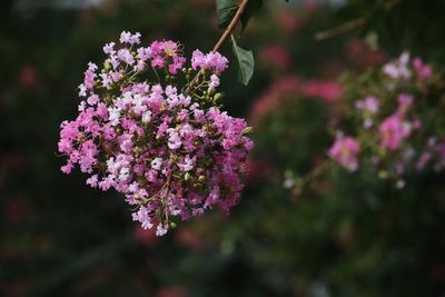 Close-up of pink flowering plant
