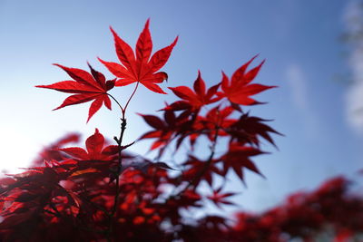 Close-up of maple leaves against sky