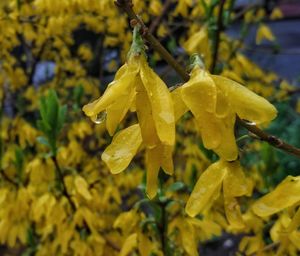 Close-up of yellow flowering plant