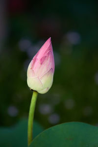 Close-up of pink lotus water lily