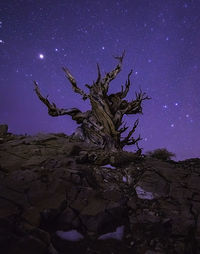 Tree on beach against sky at night