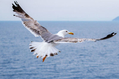 Seagull flying over sea against sky