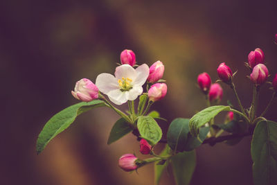 Close-up of pink flowers