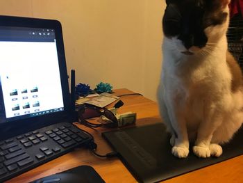 Cat sitting on table