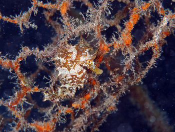 Close-up of fish underwater