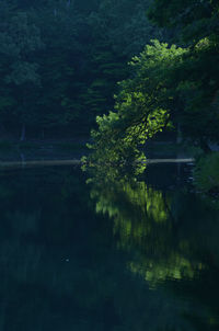 Reflection of trees in lake