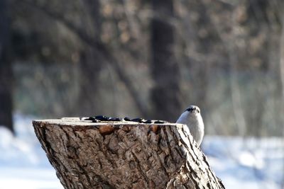 Close-up of bird perching on wooden post